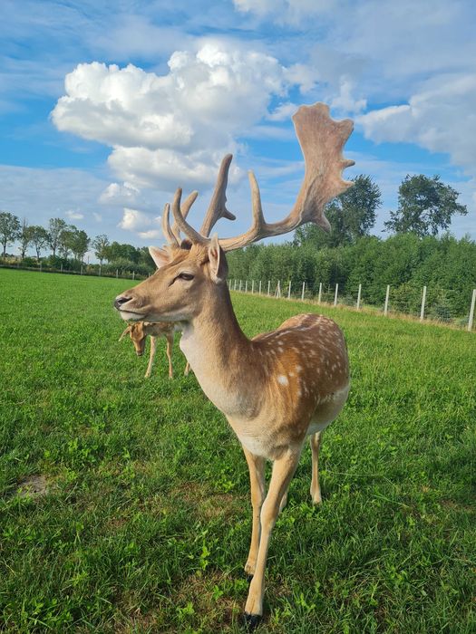 Daniel daniele samiec