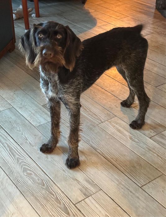 Suczka do adopcji DAISY