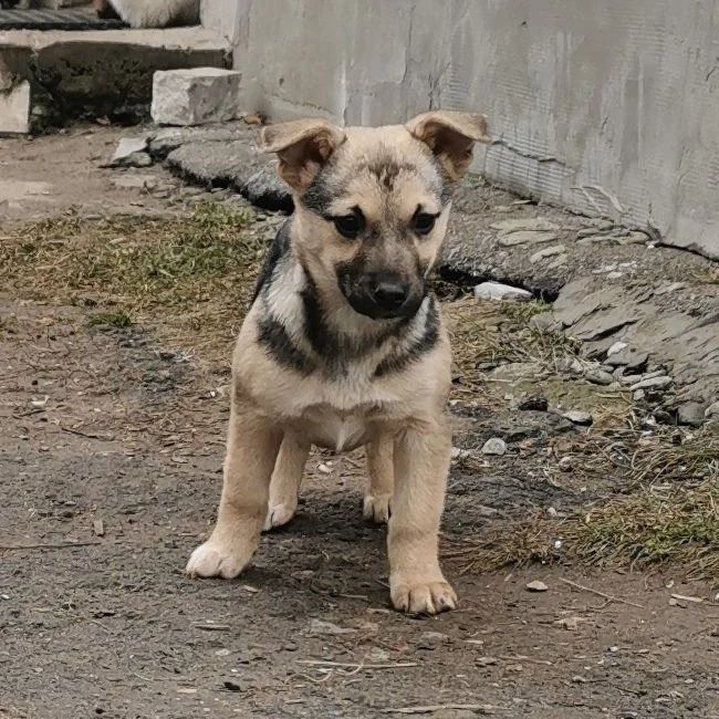 Щенок в хорошие руки