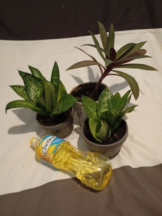 Вазон традесканця Рео в подвійному горщику з дозатором води