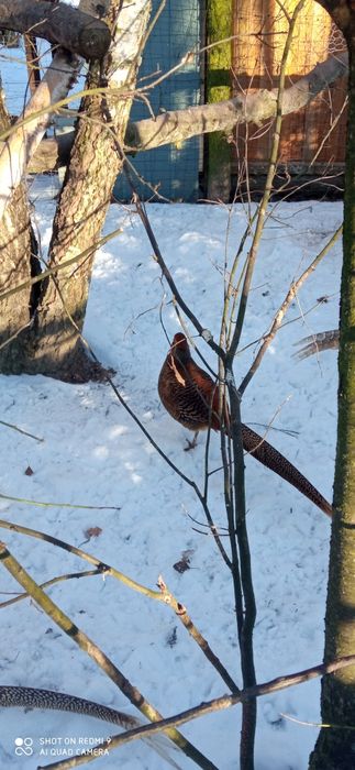 Sprzedam bażanta złocistego