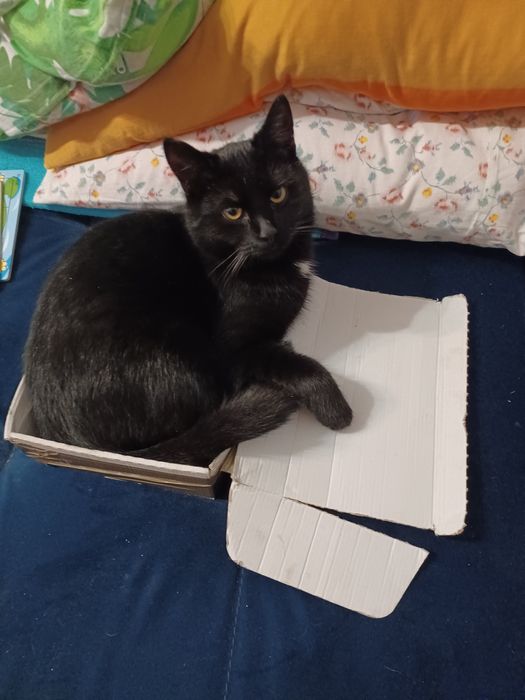 Zaginął czarny kotek