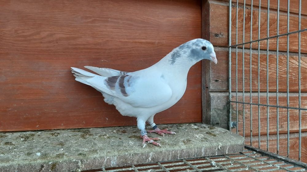 Ptaki pocztowe krase mozaik. 25r