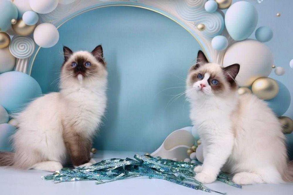 Малюки Ragdoll//Регдолл — це любов у найніжнішій формі.