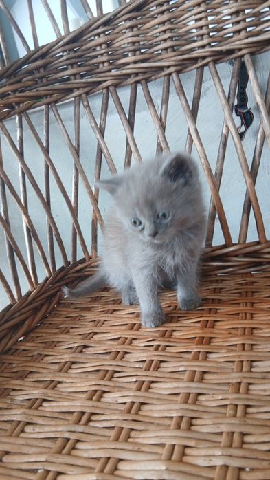 Котик.   2 міс.             .