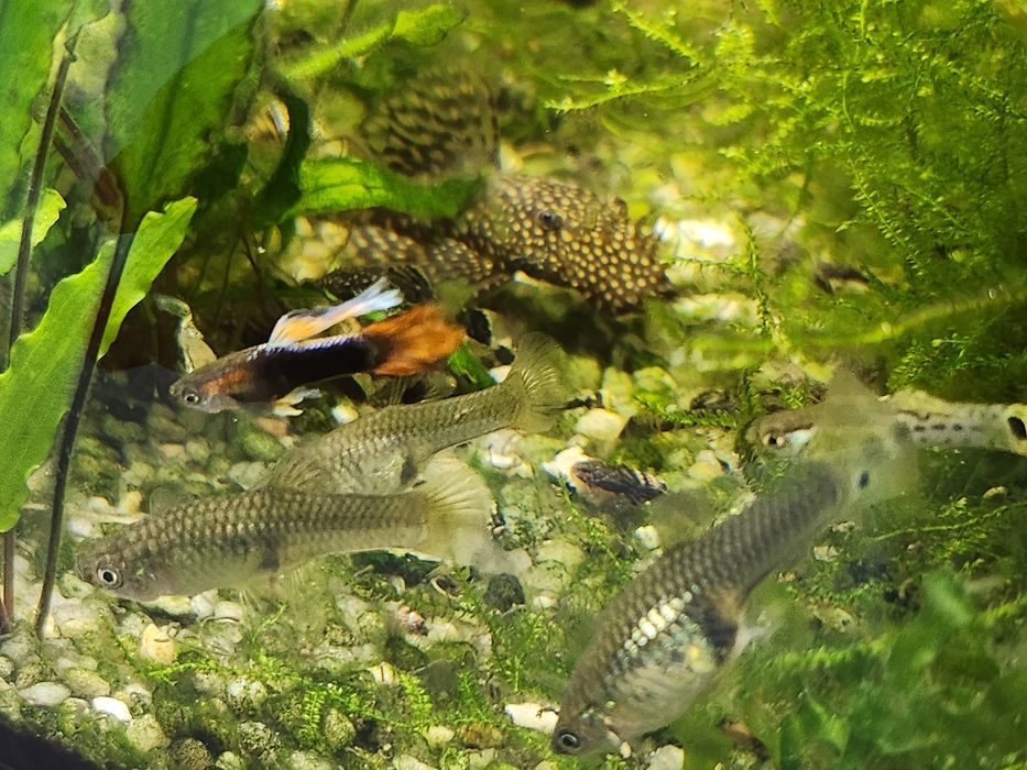 Guppies Machos, Fêmeas e Casais