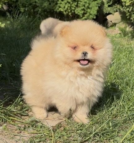 Szpic miniaturowy pomeranian ZKwP FCI