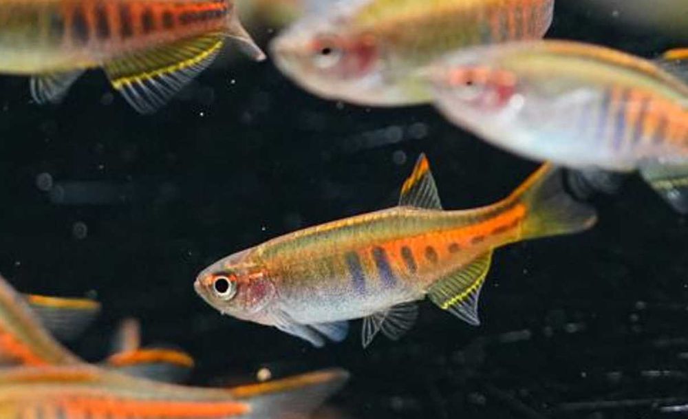 Danio myanmarski - Celestichthys choprae - dowóz, wysyłka