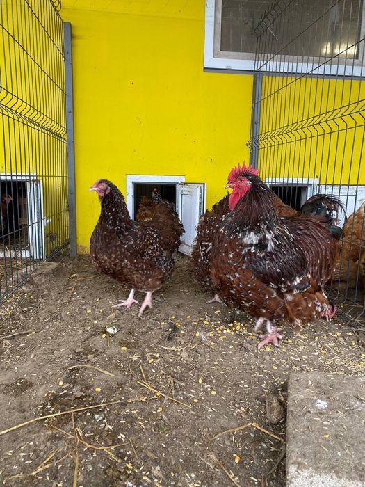 Інкубаційне яйце Орпінгтон, Кохінхін, Брама