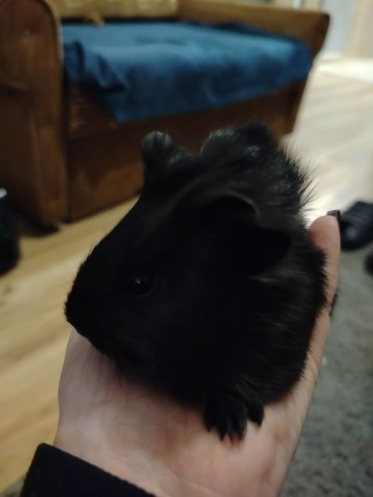 Malutkie świneczki poszukują domku oraz 3 miesięczna samica.