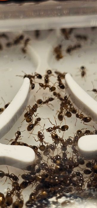 Formigueiro Didático MIRMEX – Kit Completo Médio Vermelho