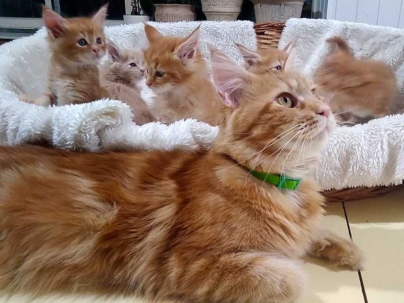 Руді кошенята мейн-кун (Red Tabby) — 3 міс., готові до переїзду