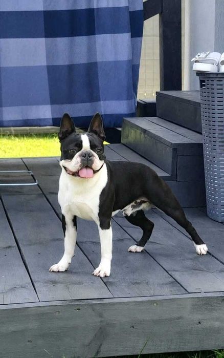 Suczka Boston Terrier - ZKwP/FCI o/Wrocław
