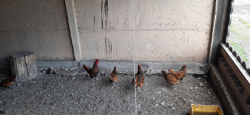 Продам Сібрайтів