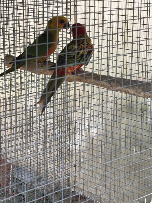 Casal Roselas Penantes Malhadas-Macho 25 Femea 26