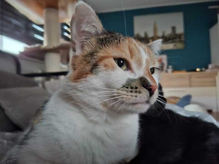 Fala i Charlotte - kotki, koty do adopcji