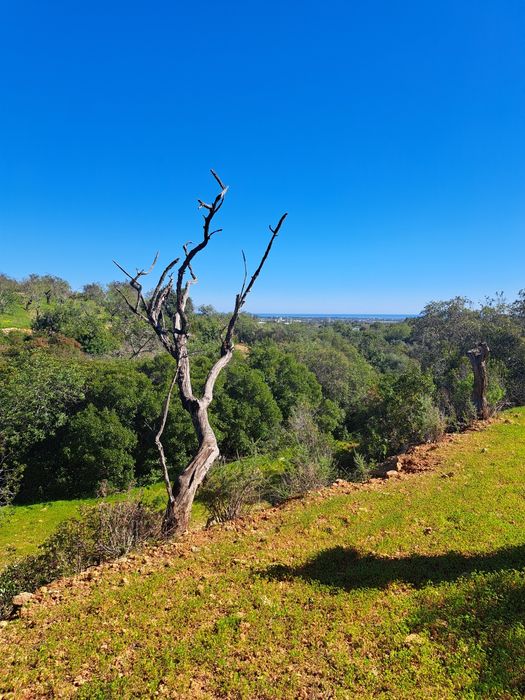 Terreno Rústico em Alcaria Cova/Estoi