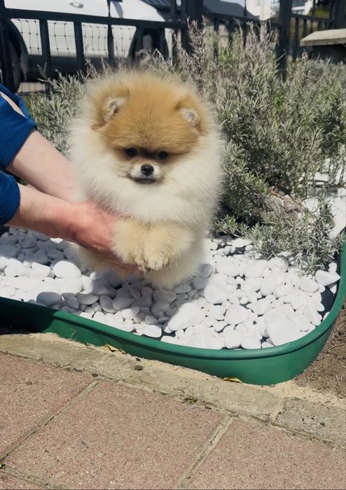 Неймовірна дівчинка