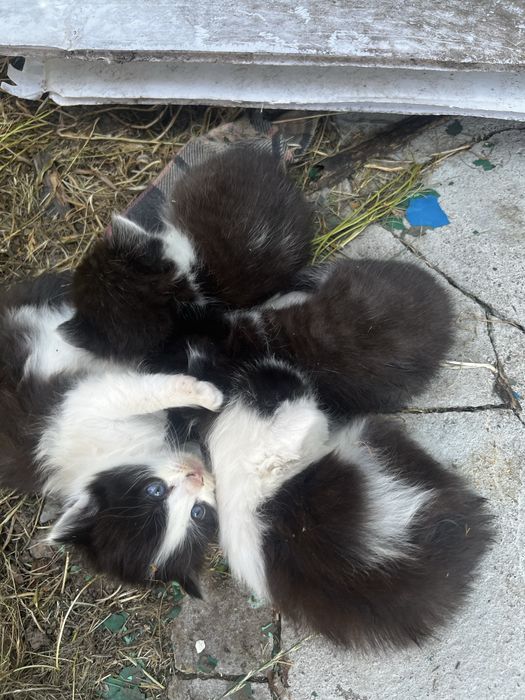 Котята девочки и мальчики
