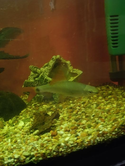 Akwarium 130l z życiem