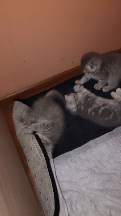 Котята шотландские