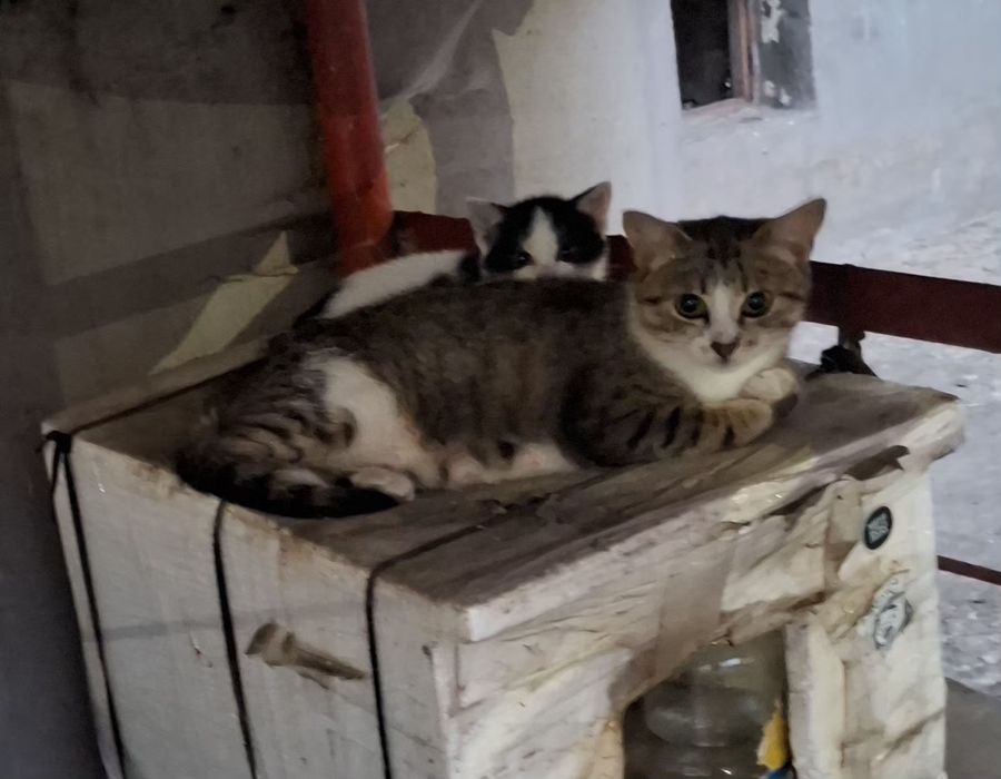 Безкоштовно  кошеня