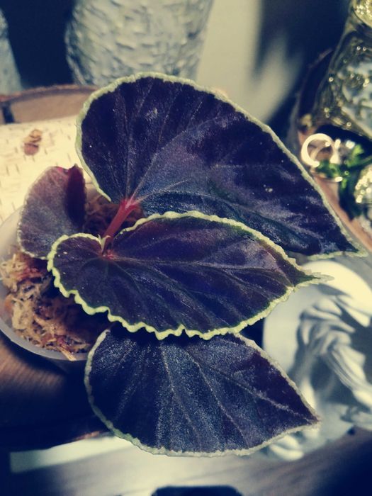 Begonia Darthvaderiana RZADKOŚĆ kolekcjonerska nie variegata monstera filodendron