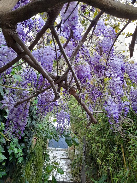 Trepadeiras de glicinias lilás
