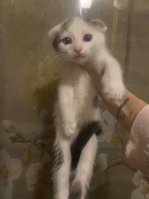 Шотландский красень