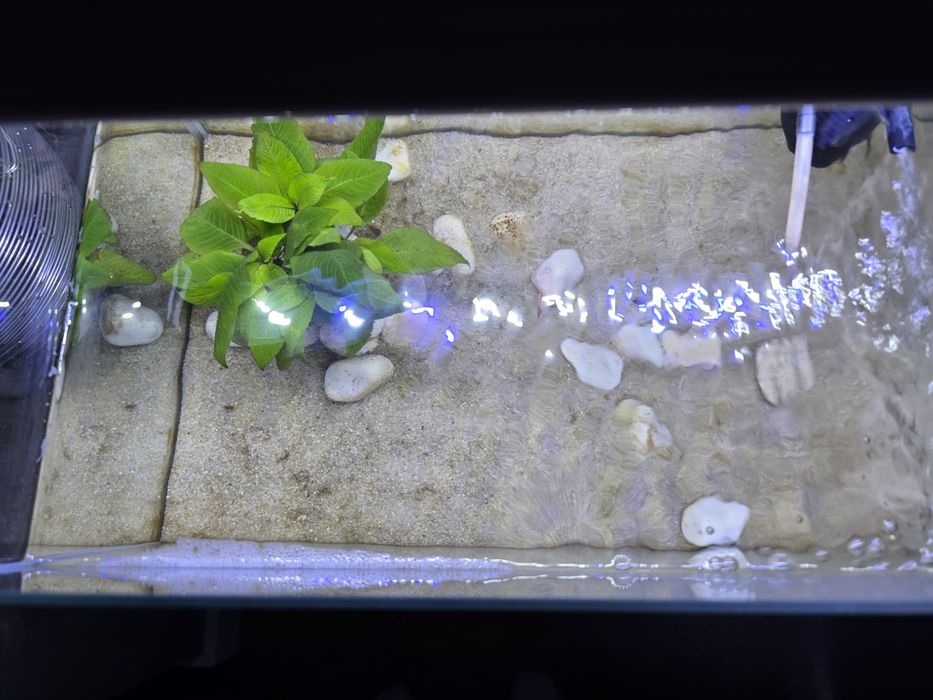 Vendo  aquário completo com 2 peixes