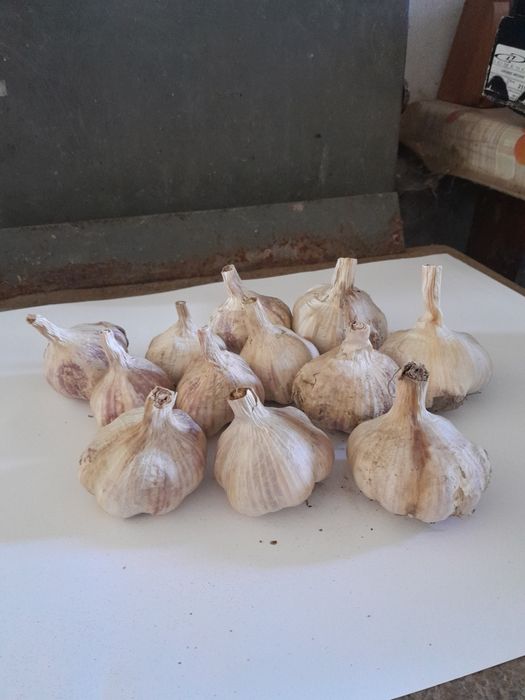 Ekologicznyj  czosnek