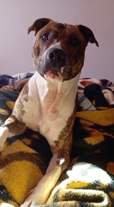 Adoção Responsável - Cão