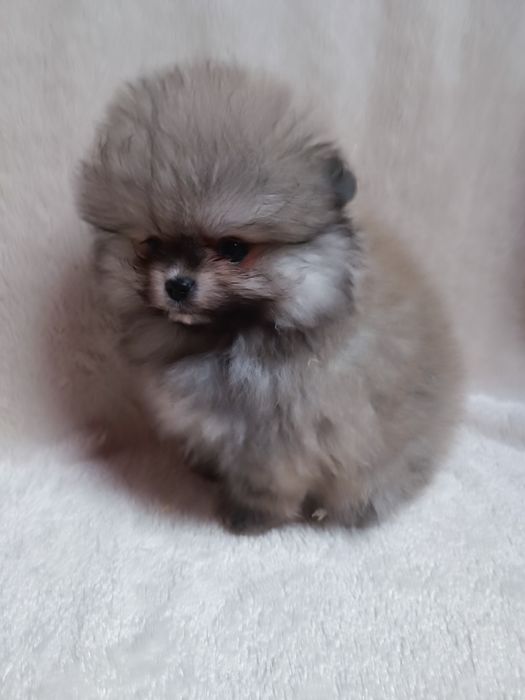 Pomeranian suczka  mini mini