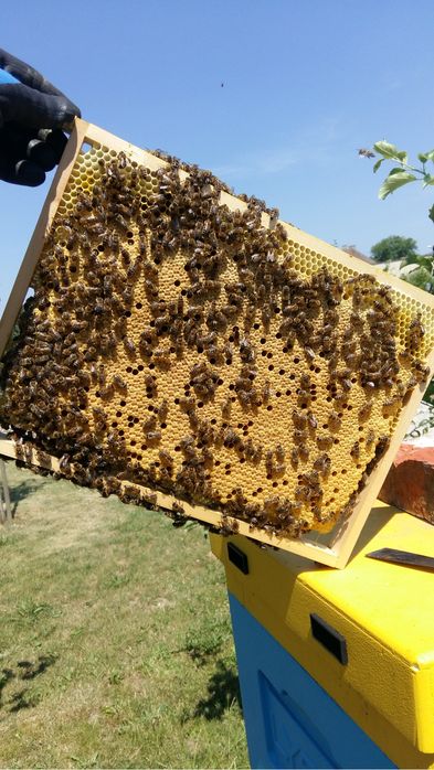 Zapisy na odkłady 5r i 6r Hinderhoffer 2026r