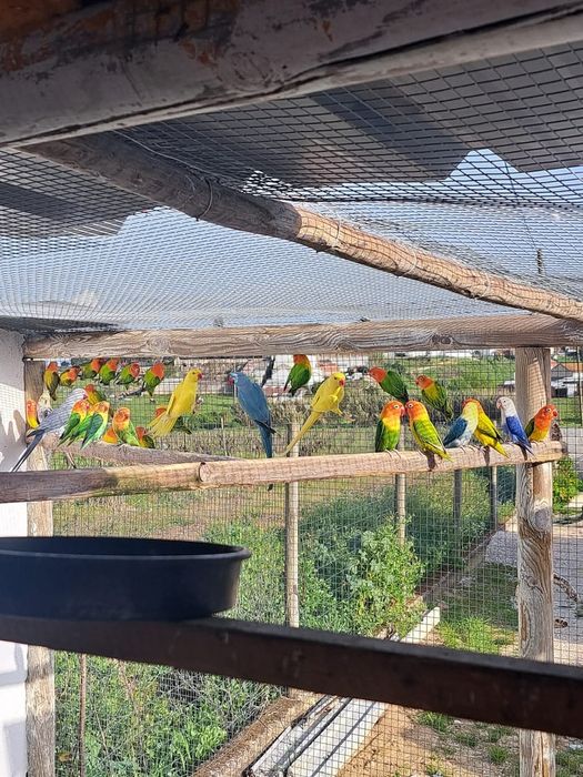 Aves e outras disponíveis