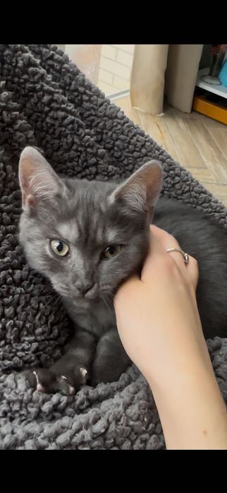 Котенок шотландский