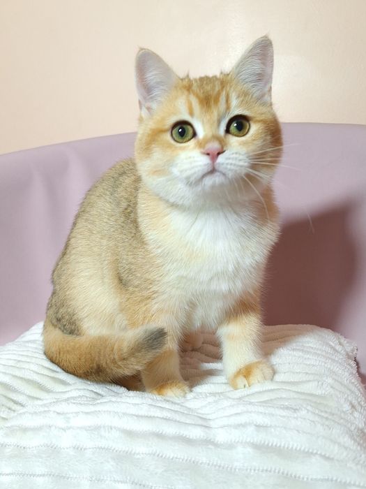 Золота  британська шиншила.