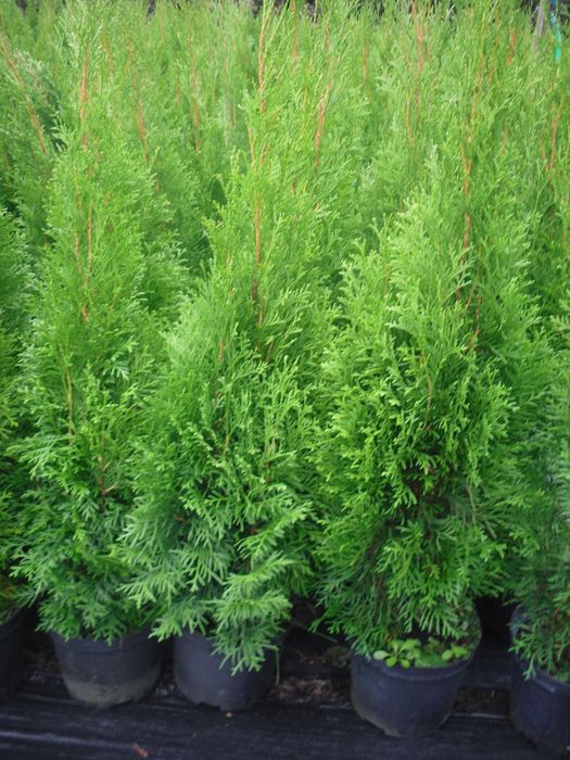 tuja szmaragd  donica