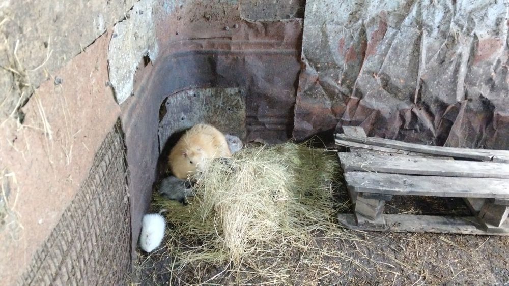 Нутрія, нутриї на м'ясо,живий вес