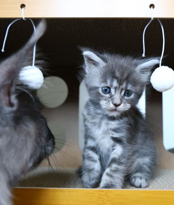 Elly – kotka Maine Coon