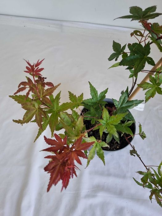 Bonsai Klon Palmowy Acer palmatum 'Deshojo' 50 cm Doniczka 2L