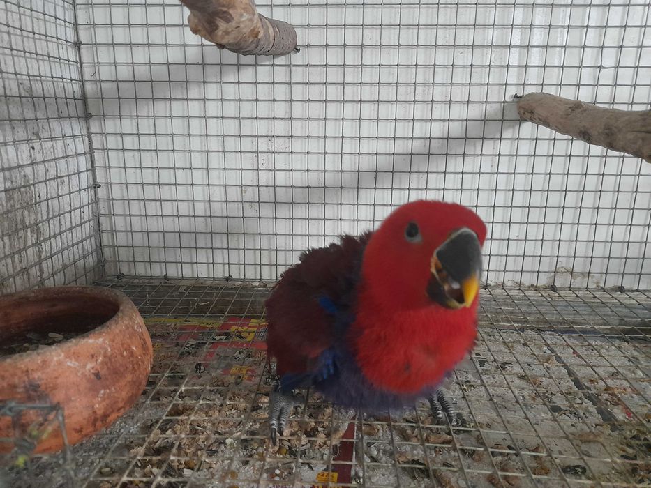 Papagaia Eclectus roratus Fêmea 2026