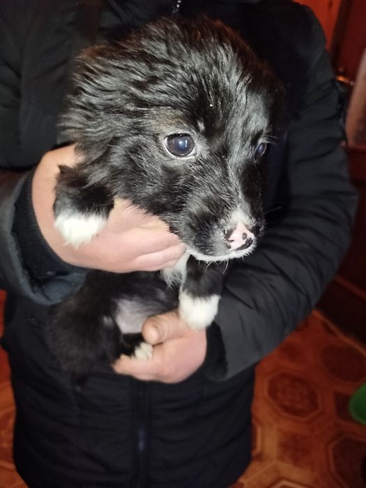 Віддам у добрі руки