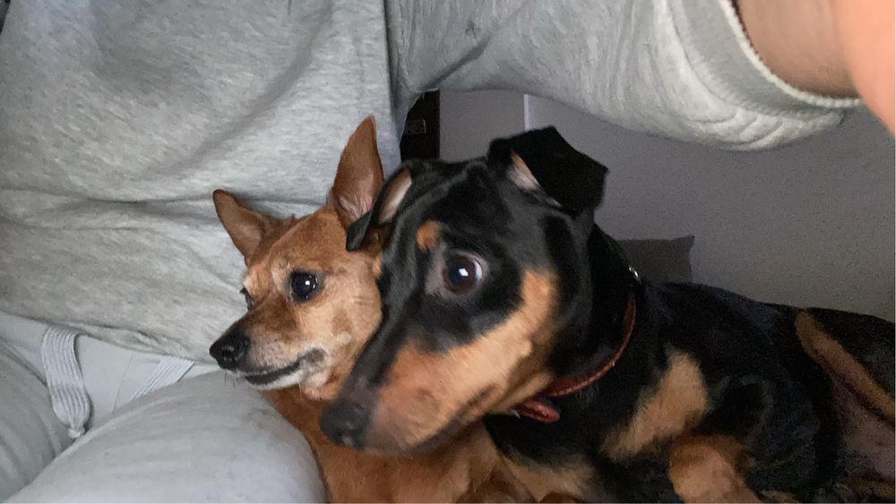 Estadias em Hotel Familiar para Cães