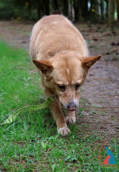Maja 59/24 - SZUKA DOMU!