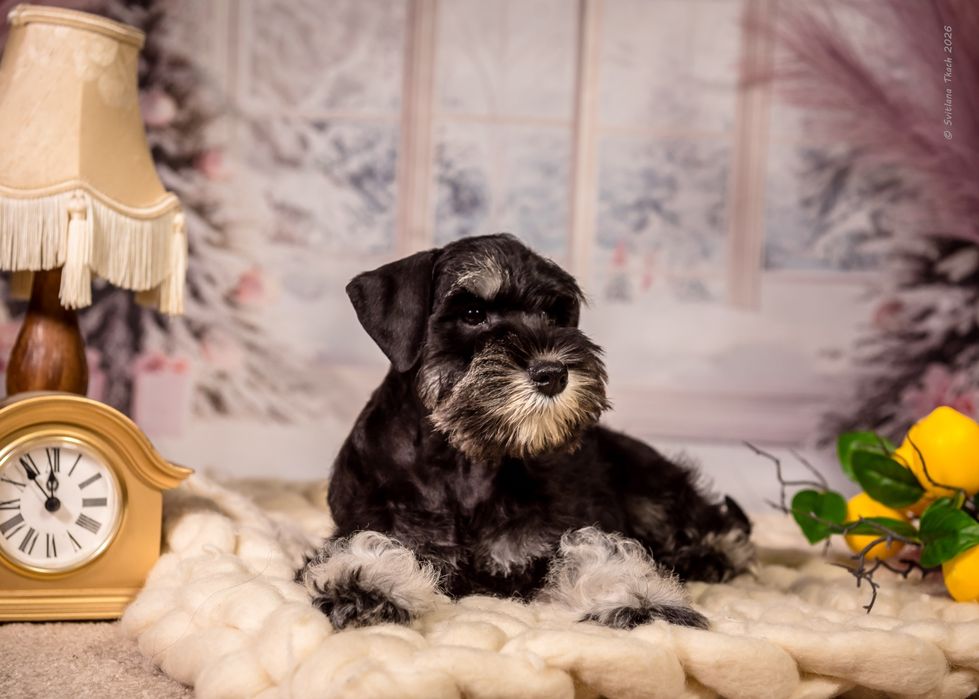 Шикарна дівчинка