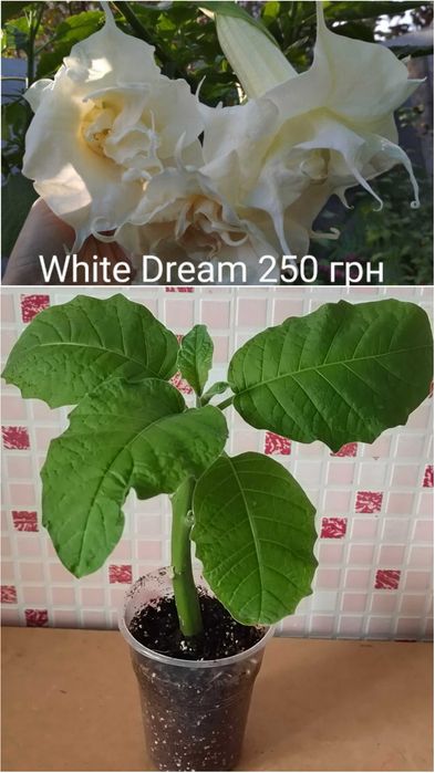 Бругмансия 6 сортов хорошо укоренённые черенки