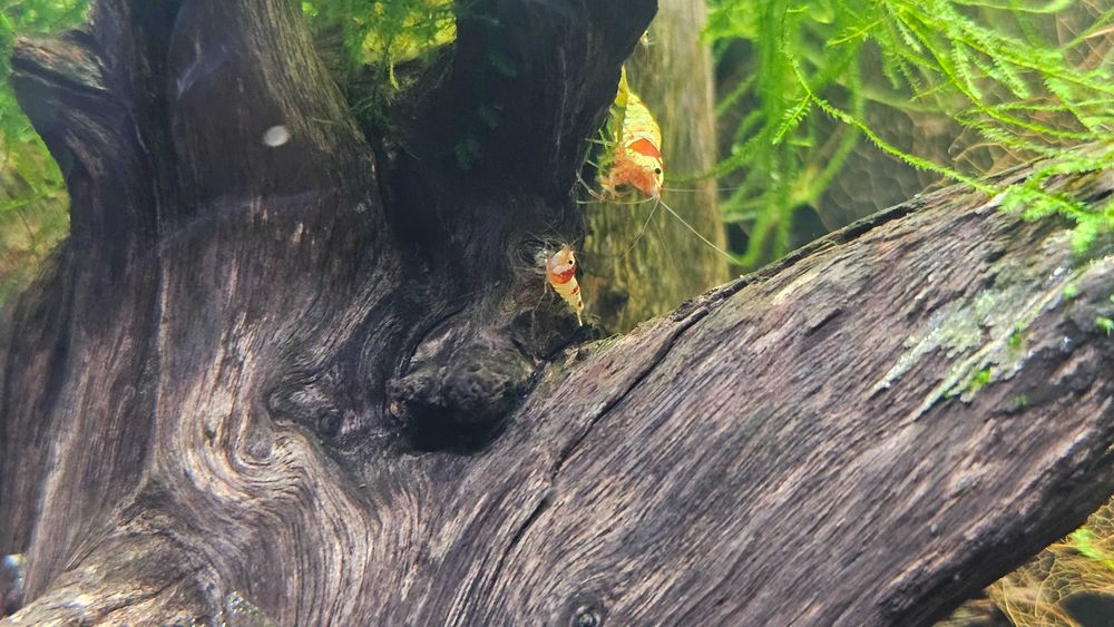 Krewetki Caridina, PRL, Crystal Red