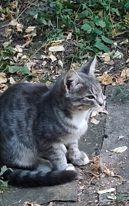 Отдам котёнка-мальчика