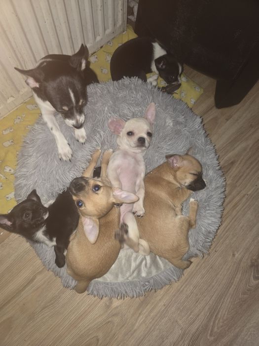 Chihuahua Urocza Suczka gotowa na nowy domek